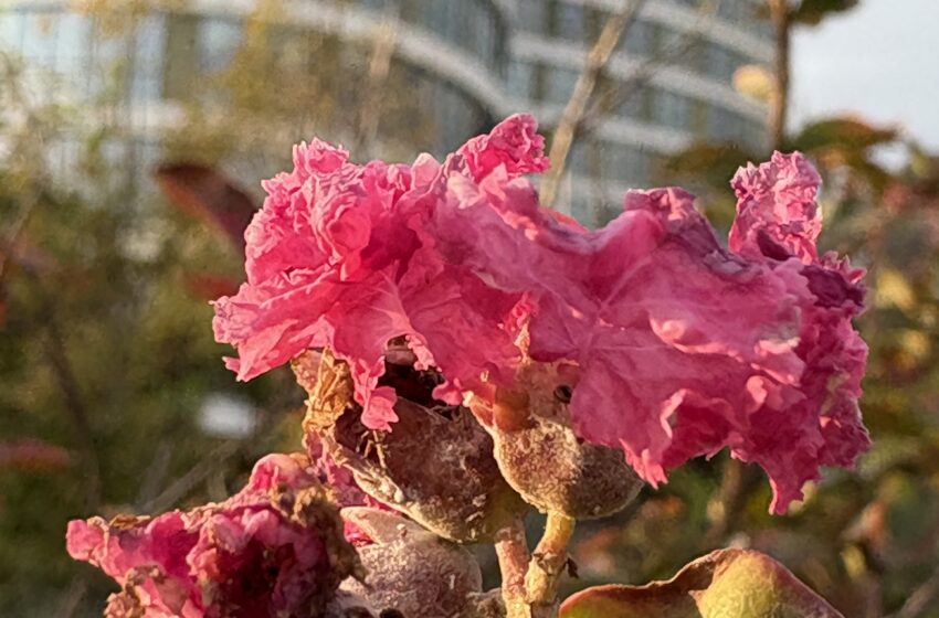  Yaş(l)a(n/l)dıkça…